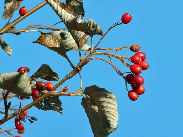 Mehlbeere (Sorbus sp.), Früchte, © Hans/Pixabay