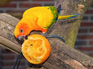 Sun parakeet nibbling on an orange. © Kapa65/Pixabay