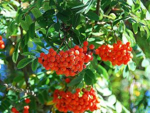 Früchte der Eberesche (Sorbus aucuparia), auch Vogelbeeren genannt, © HOerwin56_Pixabay