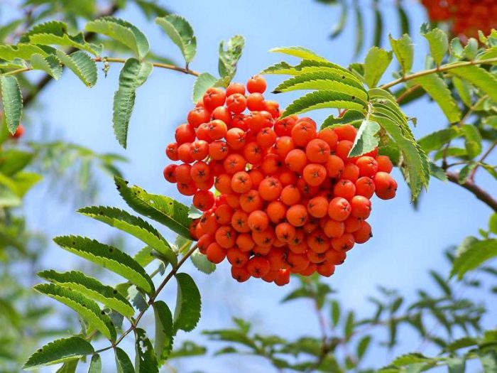 Früchte der Eberesche (Sorbus aucuparia), auch Vogelbeeren genannt, © vlcoun/Pixabay