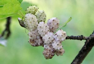 White Mulberry (Morus alba), fruits, © byrev/Pixabay