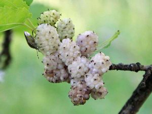 White Mulberry (Morus alba), fruits, © byrev/Pixabay