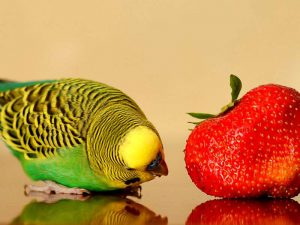A budgie curiously approaching a strawberry. © Georg11/Pixabay