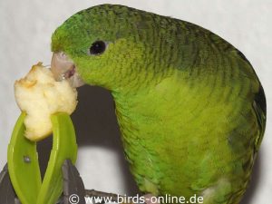 Frischkost wie zum Beispiel Apfel versorgt die Vögel mit Nährstoffen.