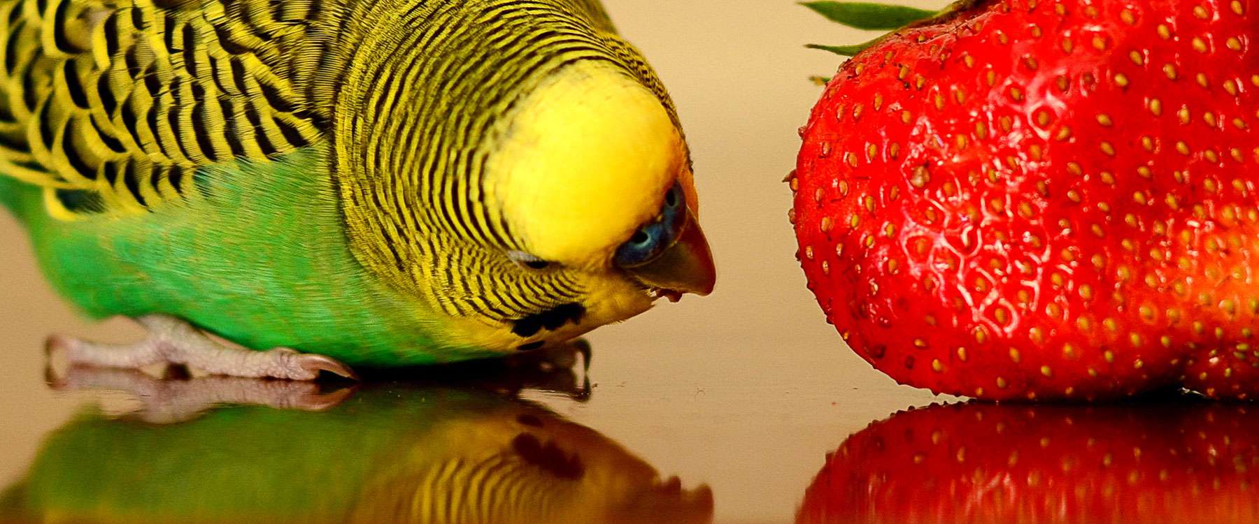 Fresh food Birds Online