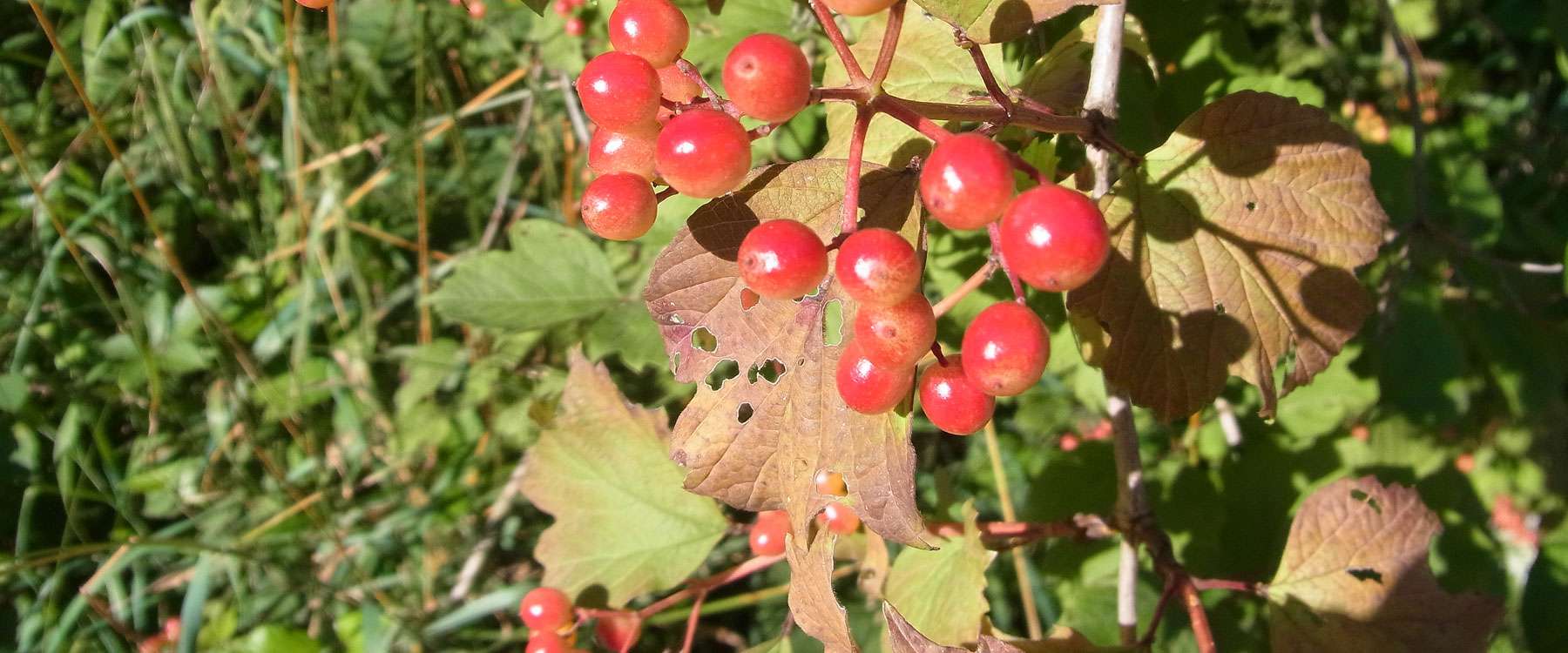 Gew hnlicher Schneeball Viburnum Opulus Birds Online gew-hnlicher-schneeball-viburnum-opulus-birds-online