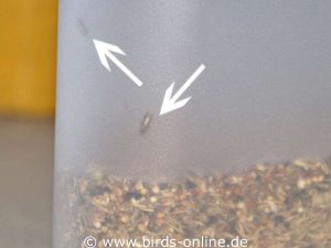 In der Kunststoffdose mit Vogelfutter sitzen zwei erwachsene Dörrobstmotten, siehe Pfeilmarkierungen.