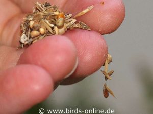 Befinden sich Vorratsschädlinge im Vogelfutter, verkleben ihre Seidenfäden oft die Körnchen, die entweder Klumpen bilden oder wie an einer unsichtbaren Kette hängen.