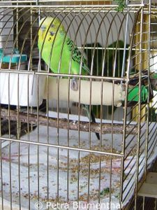 Gepolsterte Stangen entlasten gehandicapte Vögel, die zum Beispiel einen Hüftschaden oder gesundheitliche Probleme mit den Beinen haben.