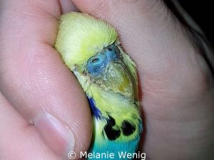Scaly mites have significantly damaged this budgie's beak and cere.