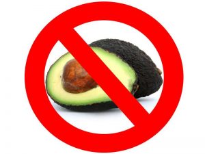 Avocado should not be eaten by birds because it's high in fat and also toxic for the animals.