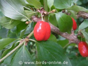 Kornelkirsche (Cornus mas), Frucht