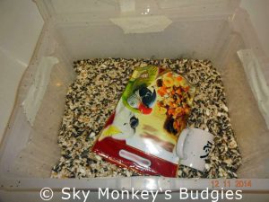 In der Kunststoffbox krabbeln unzählige Kornkäfer umher. © Sky Monkey's Budgies