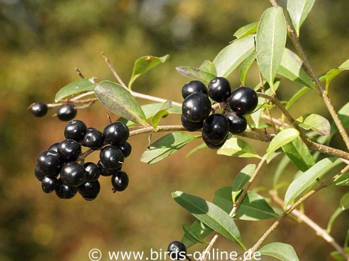 Gewöhnlicher Liguster (Ligustrum vulgare), Früchte