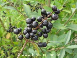 Gewöhnlicher Liguster (Ligustrum vulgare), Früchte