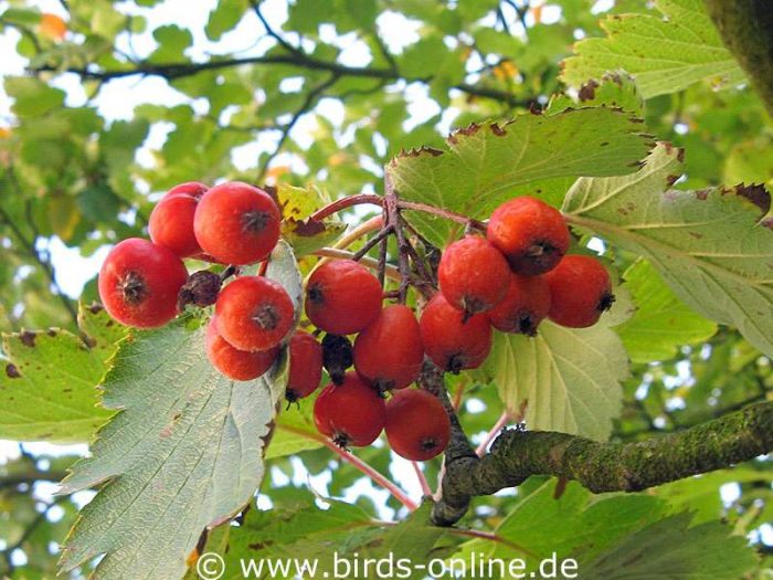 Mehlbeere (Sorbus sp.), Früchte