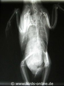 Weiterführende Untersuchungen beim Tierarzt wie zum Beispiel das Anfertigen von Röntgenaufnahmen sind mit Kosten für den Vogelhalter verbunden.