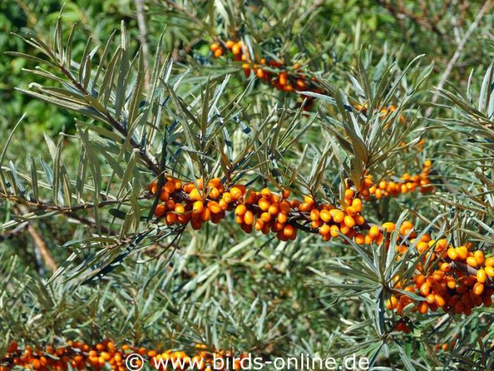 Sanddorn (Hippophae rhamnoides), Früchte