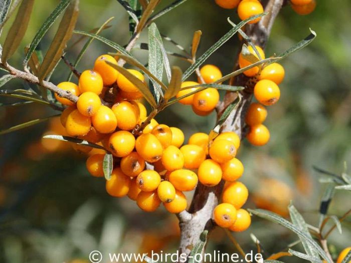 Sanddorn (Hippophae rhamnoides), Früchte