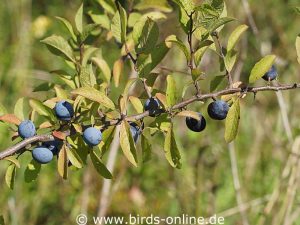 Gewöhnliche Schlehe (Prunus spinosa), Früchte