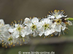Gewöhnliche Schlehe (Prunus spinosa), Blüten