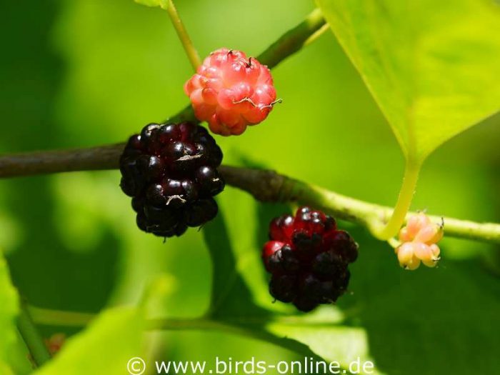 Schwarze Maulbeere (Morus nigra), Früchte