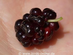 Schwarze Maulbeere (Morus nigra), Frucht