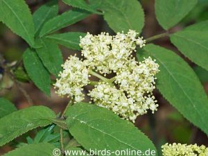 Schwarzer Holunder (Sambucus nigra), Blüten