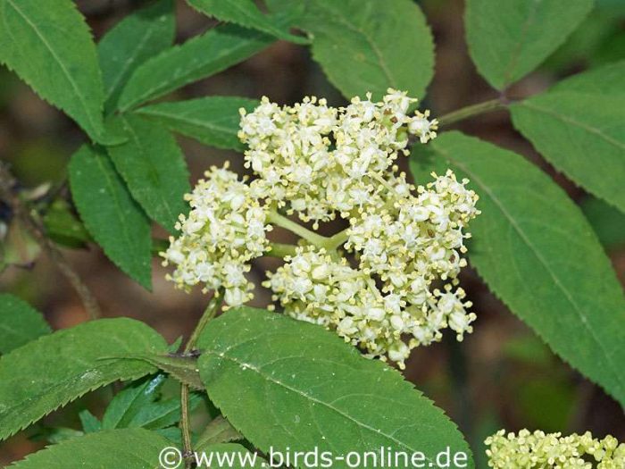 Schwarzer Holunder (Sambucus nigra), Blüten
