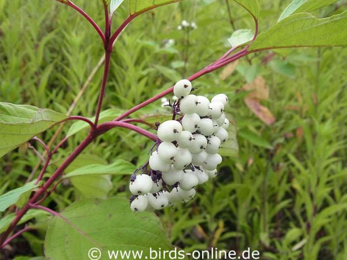 Weißer Hartriegel oder Tatarischer Hartriegel (Cornus alba), Beeren
