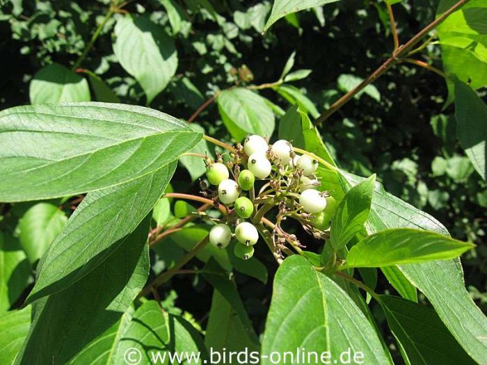 Weißer Hartriegel oder Tatarischer Hartriegel (Cornus alba), Blätter und Beeren