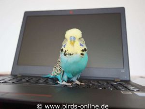 Gutes Vogelfutter kann man per Computer ganz leicht online bestellen.