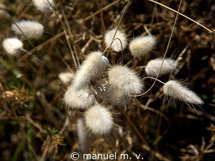 Hasenschwänzchen (Lagurus ovatus)