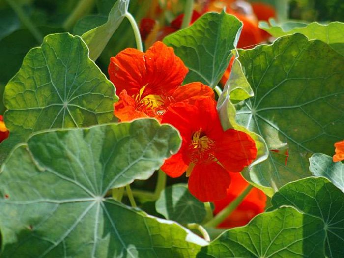 Große Kapuzinerkresse (Tropaeolum majus), © BARBARA808/Pixabay