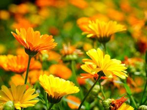 Ringelblume (Calendula officinalis), © Hans/Pixabay