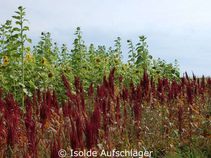 Amaranth-Pflanzen auf einem Feld, dahinter stehen Sonnenblumen