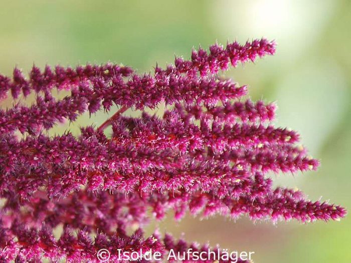 Amaranth-Fruchtstände im Detail