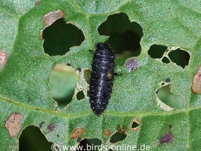 Larve eines Ampfer-Blattkäfers (Gastrophysa viridula)