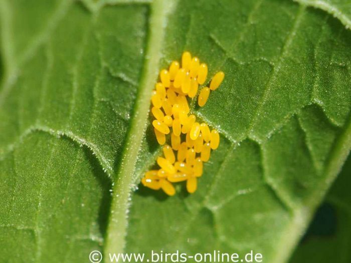 Eigelege eines Ampfer-Blattkäfers (Gastrophysa viridula)