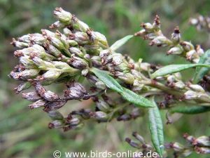Gewöhnlicher Beifuß (Artemisia vulgaris), halb reife Fruchtstände