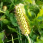 Bristle-grass (Setaria)