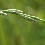 Perennial Ryegrass (Lolium perenne)
