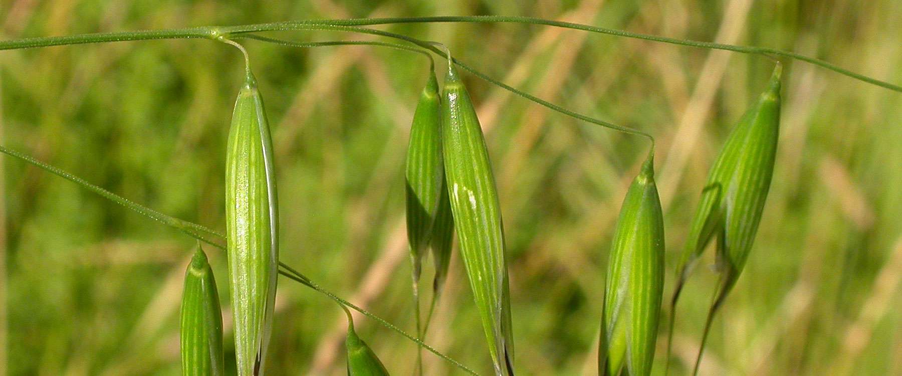 Flughafer (Avena fatua) Birds Online