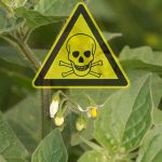 Giftige Pflanzen