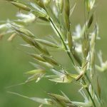 False Oat-grass (Arrhenatherum elatius)