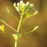 Hirtentäschelkraut (Capsella bursa-pastoris)