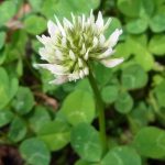 Klee (Trifolium)