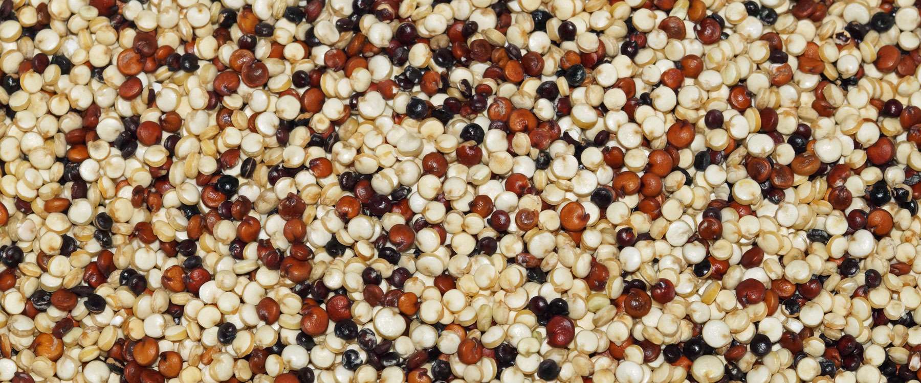 Quinoa (Chenopodium quinoa) Birds Online