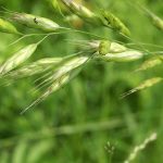 Native grasses and cereals