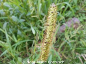 Bristle-grass (Setaria sp.)